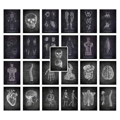 25Pcs Anatomical Skeleton Chalkboard Poster Stickers Waterproof Decals for Phone Laptop Home Room Decor Medicine Student Gifts